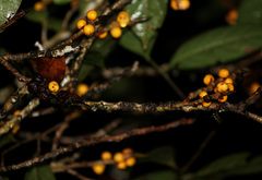 Ficus pisocarpa