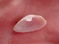 Cryptomya californica