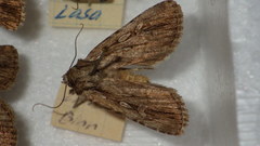 Dichagyris signifera