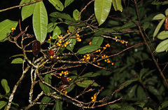 Ficus pisocarpa