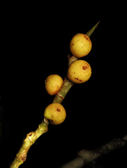 Ficus pisocarpa