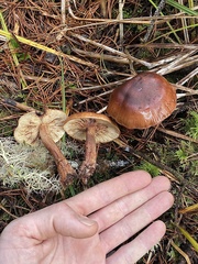 Tricholoma pessundatum