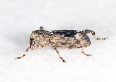 Camptorhinus simplex