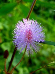 Mimosa pudica