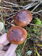 Tricholoma pessundatum