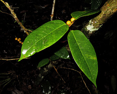 Ficus pisocarpa