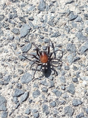 Titanoeca quadriguttata