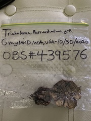 Tricholoma pessundatum