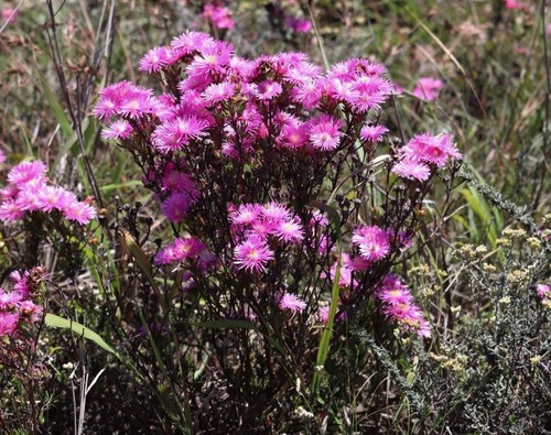 Image of Lampranthus mutans by no rights reserved