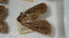 Dichagyris signifera