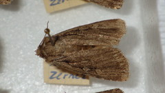 Dichagyris signifera