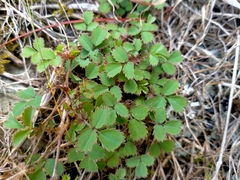 Acaena dumicola