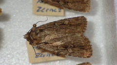 Dichagyris signifera