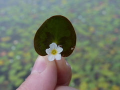Nymphoides cordata