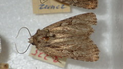 Dichagyris signifera