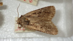 Dichagyris signifera