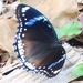 Oriental Great Eggfly - Photo (c) Soh Kam Yung, some rights reserved (CC BY-NC), uploaded by Soh Kam Yung