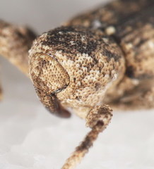 Camptorhinus simplex