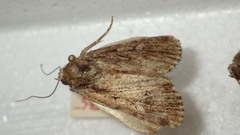 Dichagyris signifera