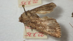 Dichagyris signifera