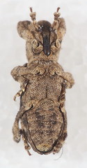 Camptorhinus simplex