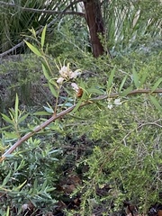 Amegilla bombiformis