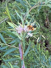 Amegilla bombiformis