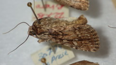 Dichagyris signifera