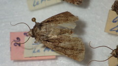 Dichagyris signifera