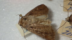 Dichagyris signifera