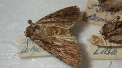 Dichagyris signifera