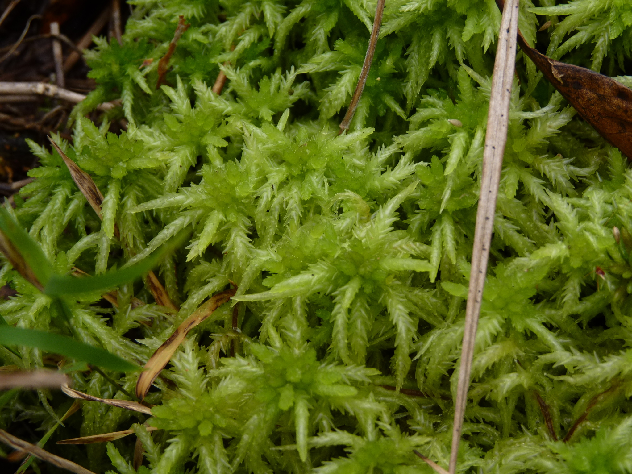 Sphagnum affine : sphaigne imbriquée