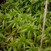 Sphagnum - Photo (c) Nate Hartley, μερικά δικαιώματα διατηρούνται (CC BY-NC), uploaded by Nate Hartley