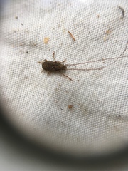 Arecopais spectabilis