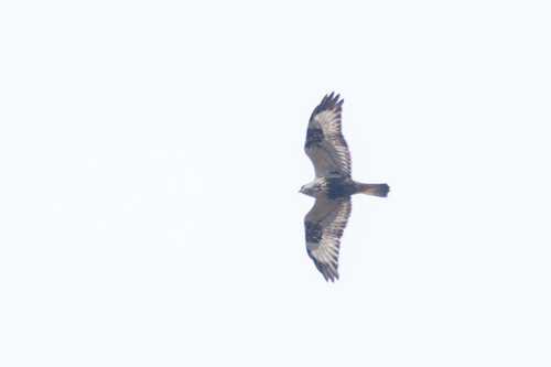 Busardo calzado (Buteo lagopus)