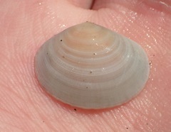 Tellinoidea