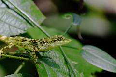 Pseudocalotes tympanistriga