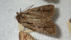 Dichagyris signifera