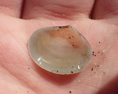 Tellinoidea