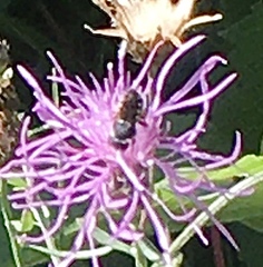 Pseudoanthidium nanum