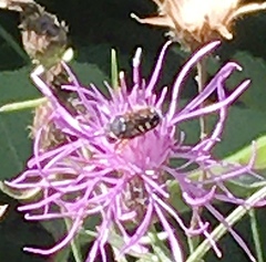 Pseudoanthidium nanum