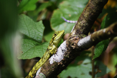Pseudocalotes tympanistriga