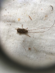 Arecopais spectabilis