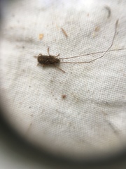Arecopais spectabilis