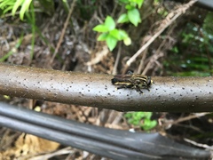 Orthoprosopa bilineata