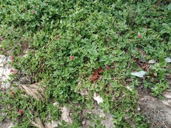 Carpobrotus glaucescens