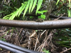 Orthoprosopa bilineata