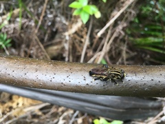 Orthoprosopa bilineata