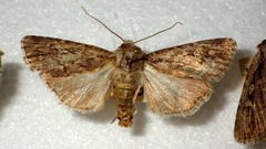 Dichagyris signifera