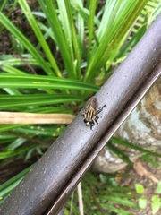 Orthoprosopa bilineata